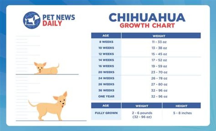 How big will my Chihuahua puppy get?