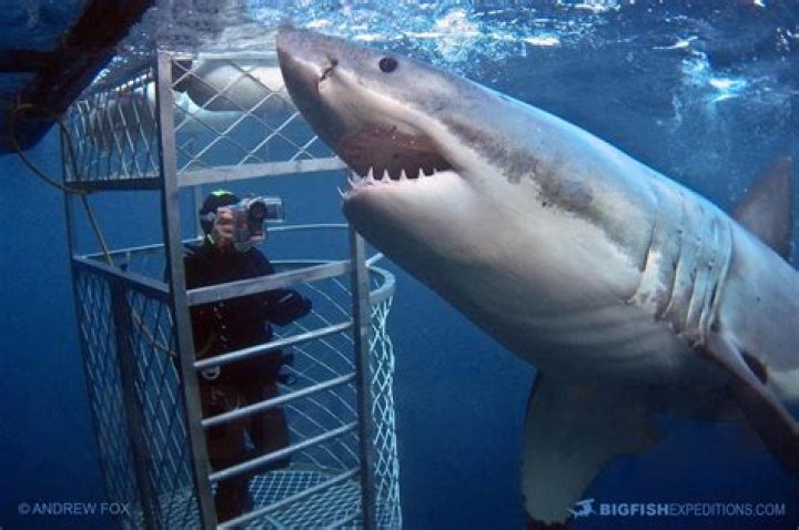 How can divers swim with great white sharks?