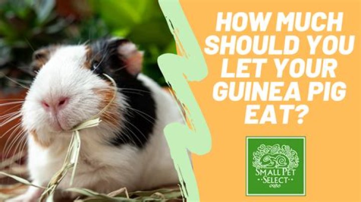 How can I bulk up my guinea pig?