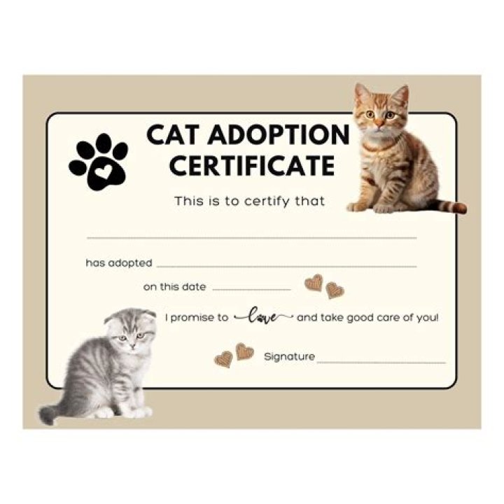 How can I get cat certificate?