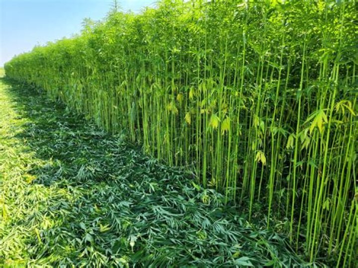 How can I get hemp growing Licence in Uttar Pradesh?