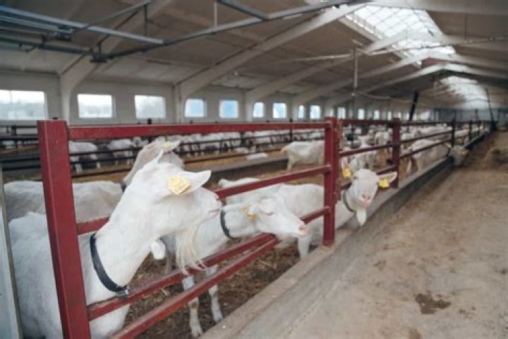 How can I get nabard loan for goat farming scheme?