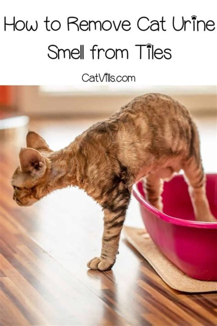 How can I get rid of cat urine smell naturally?