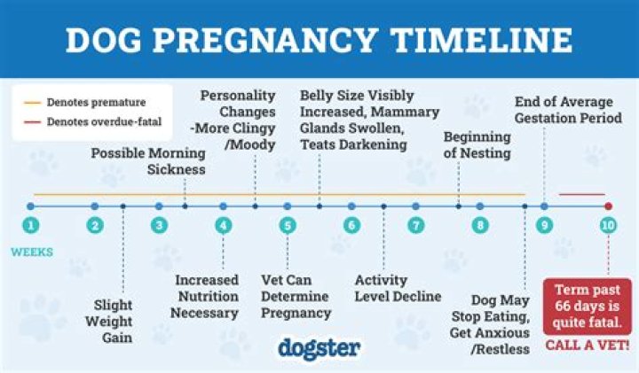 How can I get water into my dog?