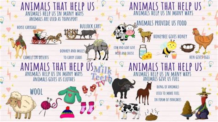How can I help animals in Singapore?