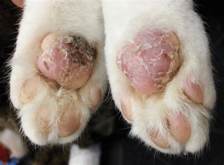 How can I help my cats sore paw?