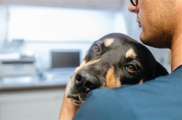 How can I help my dog with lethargy?