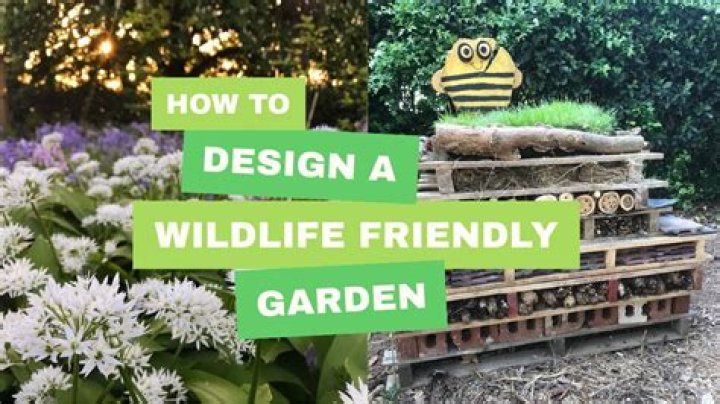 How can I help wildlife in my garden?