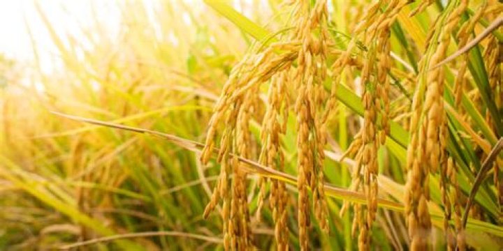 How can I increase rice production?