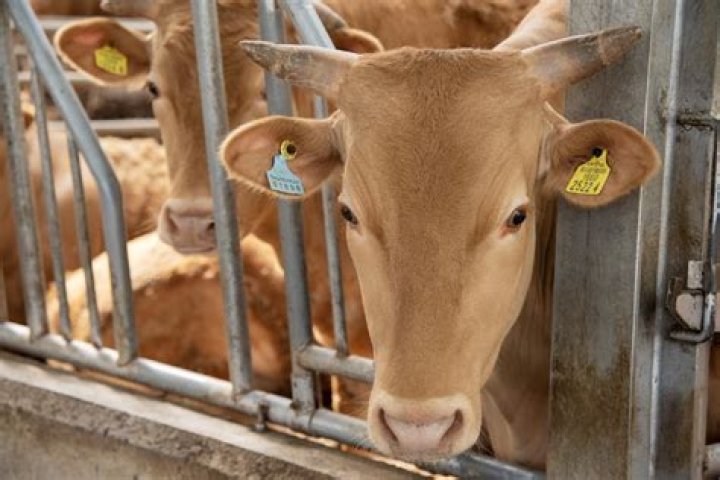 How can I invest in agriculture commodities?