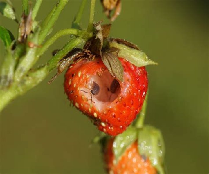 How can I keep bugs off of my strawberries?