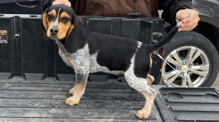 How can I make my beagle puppy healthy?
