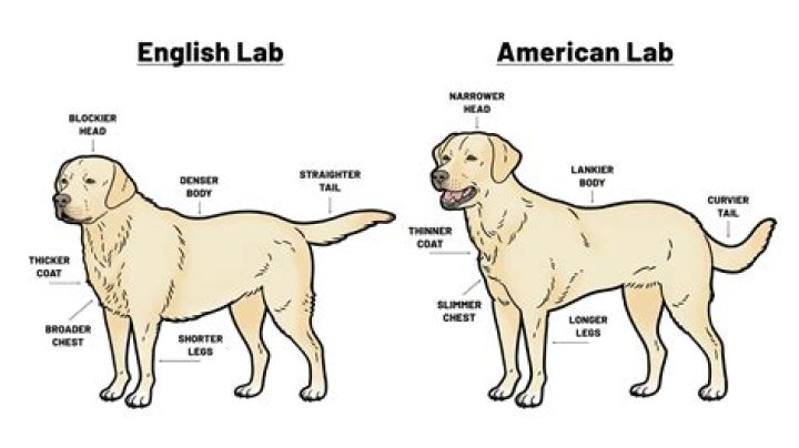 How can I tell if my Labrador is real?