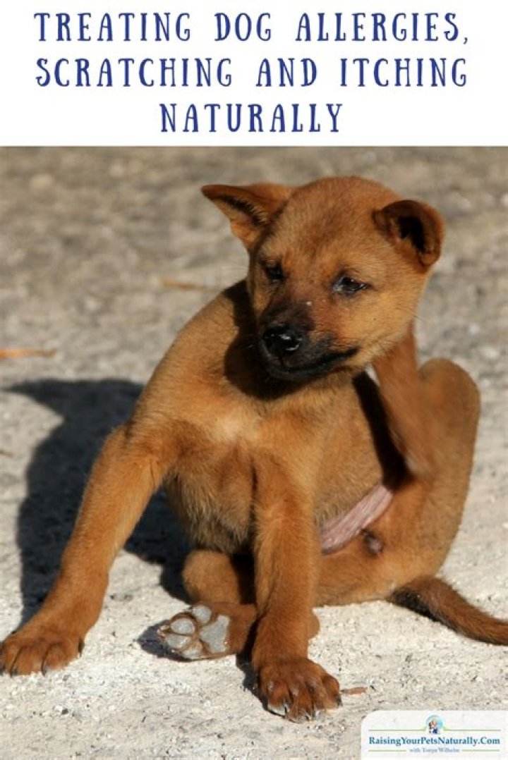 How can I treat my dogs allergies naturally?