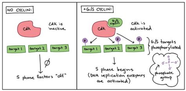 How can kinases regulate enzyme activity?
