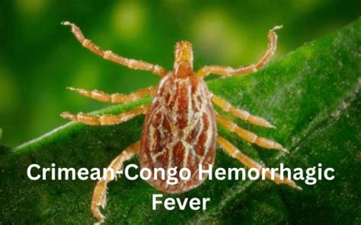 How can the Congo virus be prevented?