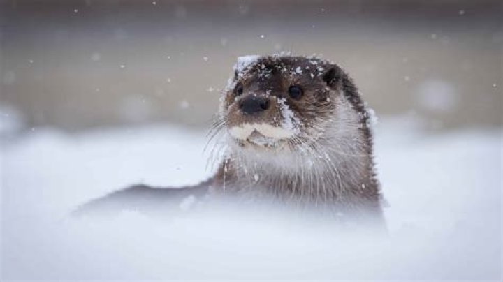 How can we help animals in cold weather?