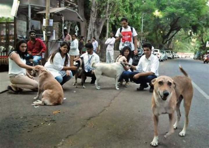 How can we help street dogs in Bangalore?