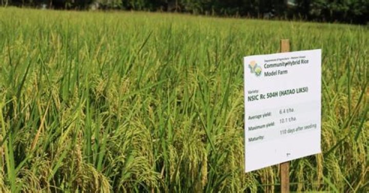 How can we increase rice production in the Philippines?