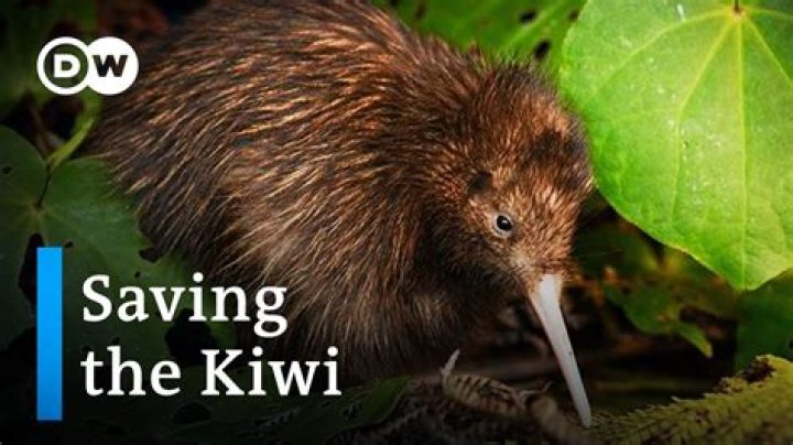 How can we save the Kiwis?