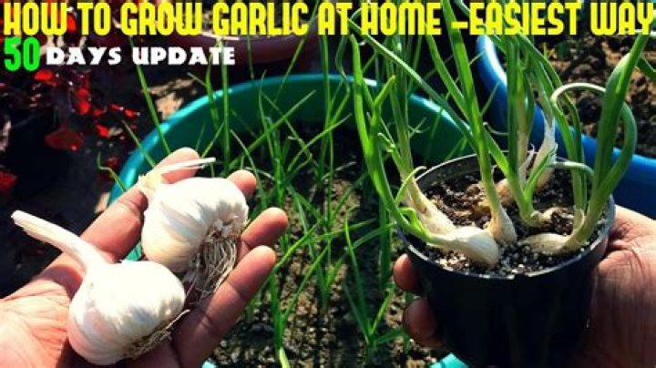 How can you make garlic easier to digest?