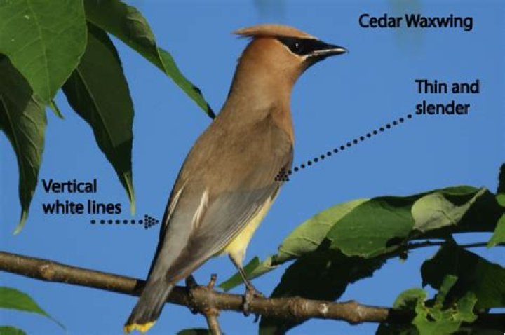 How can you tell a cedar waxwing from a Bohemian Waxwing?
