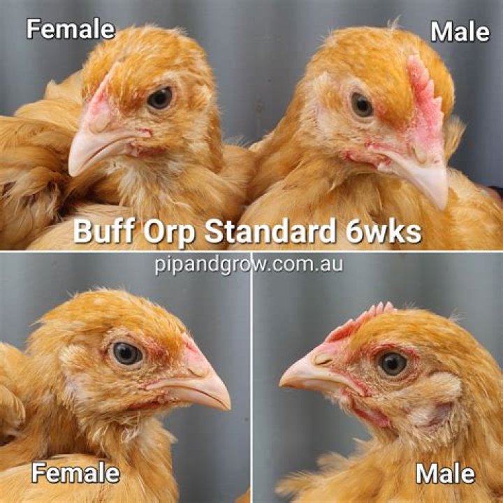How can you tell a male from a female Buff Orpington?