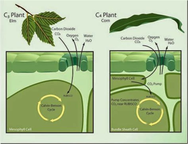 How can you tell C3 and C4 plants?