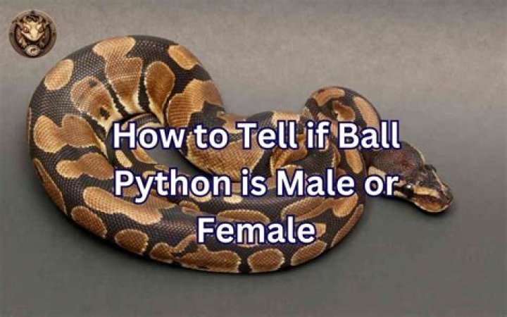 How can you tell if a ball python is a male?