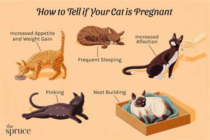 How can you tell if your cat's stomach is pregnant?