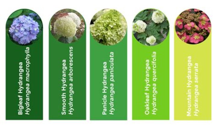 How can you tell the difference between hydrangeas?