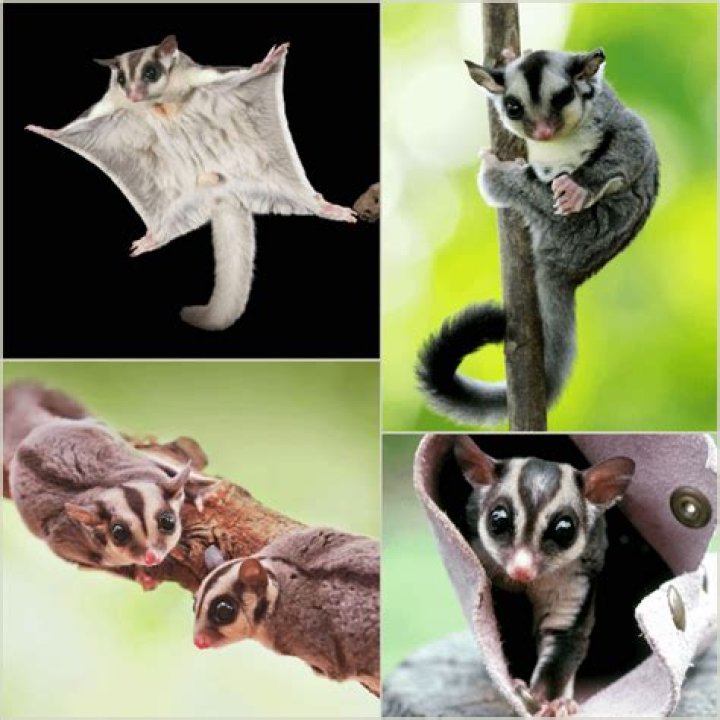 How can you tell the gender of a sugar glider?