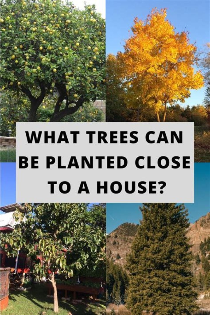 How close can a chimney be to a tree?