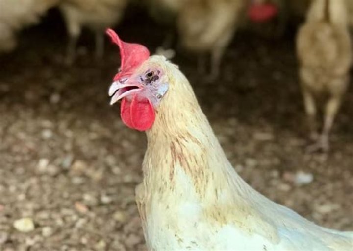 How common is fowl pox in chickens?