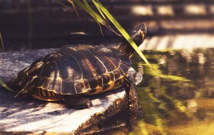 How deep does a turtle pond need to be?