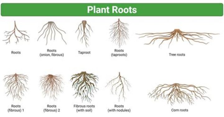 How did broken roots get to come back to AGT?