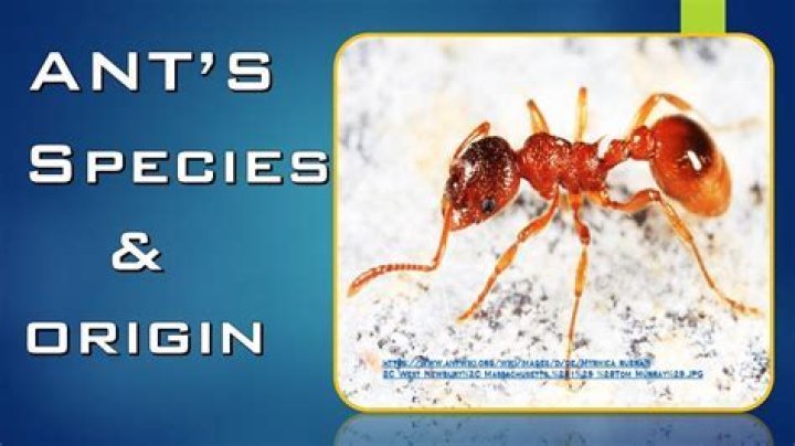 How did Red fire ants get to the United States?