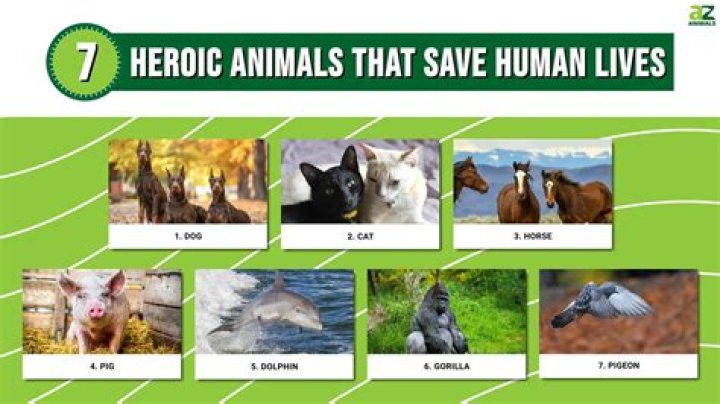 How do animals help humans health?