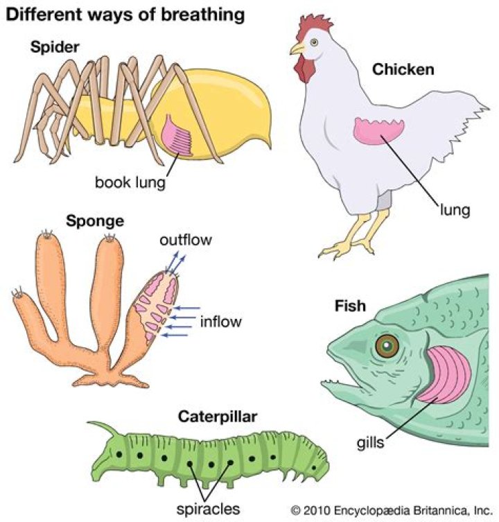 How do animals obtain air?