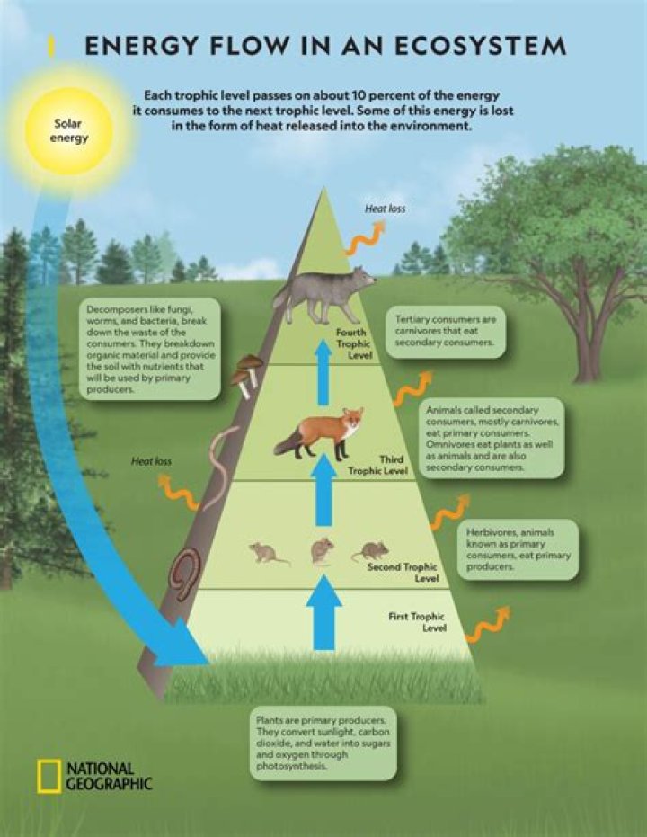 How do animals use light energy from the sun?