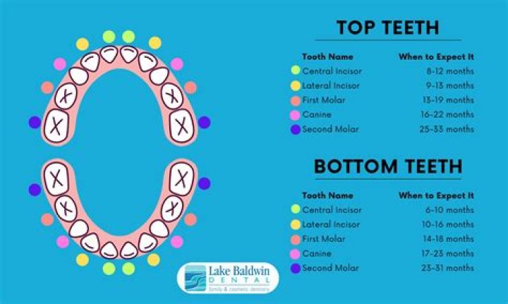How do baby teeth come in at the top?