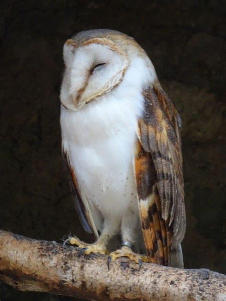 How do barn owls sleep?