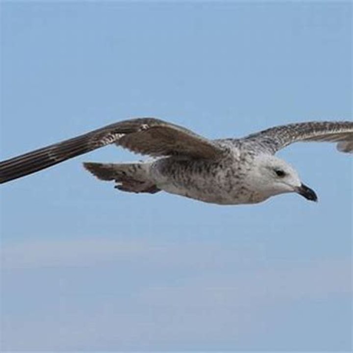 How do birds glide without flapping their wings?