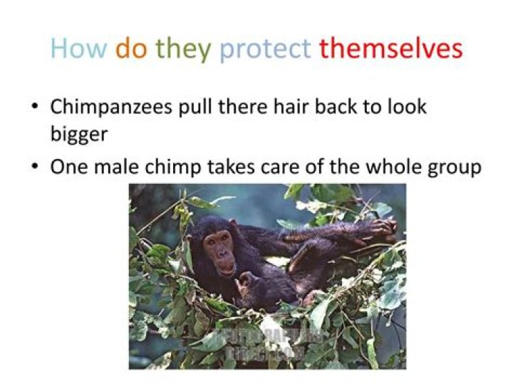 How do chimpanzees defend themselves?