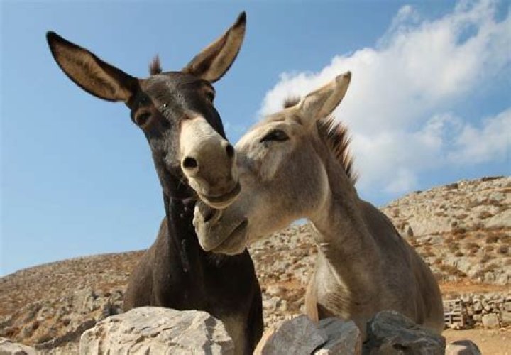 How do donkeys behave?