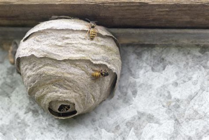 How do exterminators get rid of wasp nests?