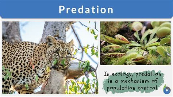 How do fish avoid predators?