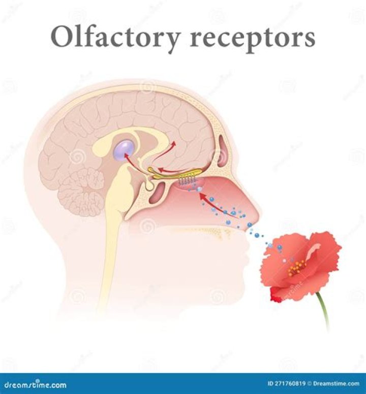 How do flavor compounds reach the olfactory receptors?