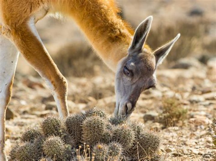 How do guanacos defend themselves?
