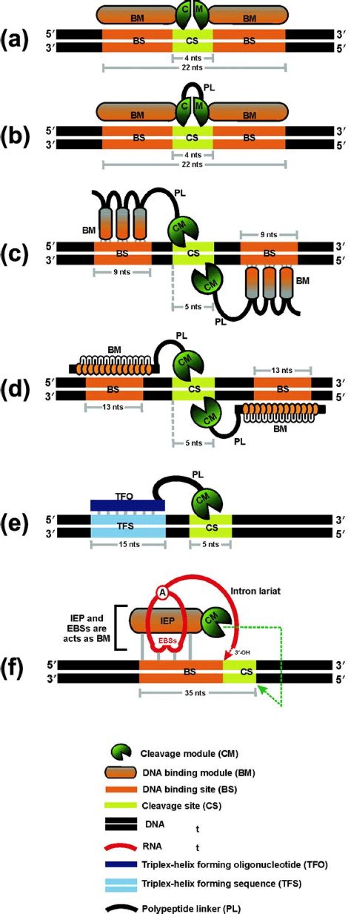 How do homing endonucleases work?